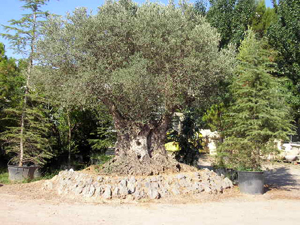 OLIVO MILENARIO  EN EL VICERO