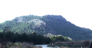 MONTE POBLADO DE PINOS